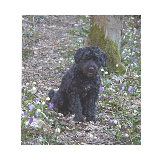 Black English Springer Spaniel Notitieblok (Voorkant)