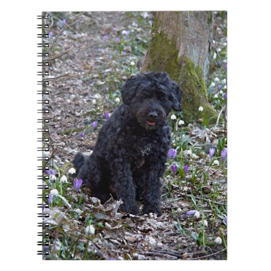 Black English Springer Spaniel Notitieboek (Voorkant)