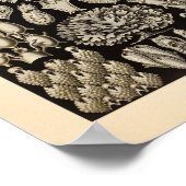 Black Ernst Haeckel Ocean Life Print (Hoek)