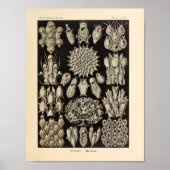  Black Ernst Haeckel Ocean Life Print (Voorkant)
