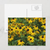 Black Eye Susans Briefkaart (Voorkant / Achterkant)