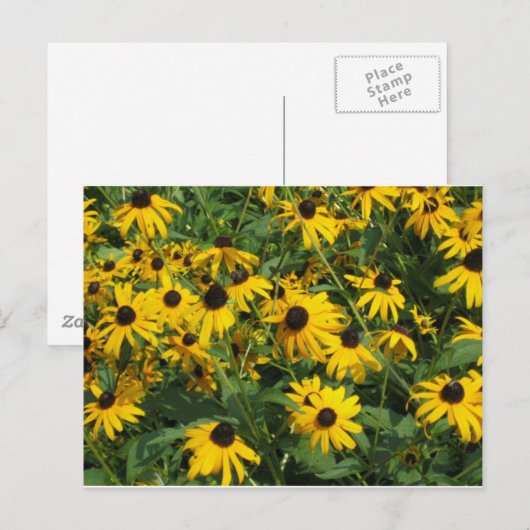 Black Eye Susans Briefkaart (Voorkant / Achterkant)