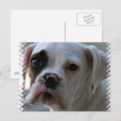 Black Eyed Boxer Dog Briefkaart (Voorkant / Achterkant)
