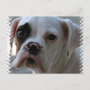 Black Eyed Boxer Dog Briefkaart