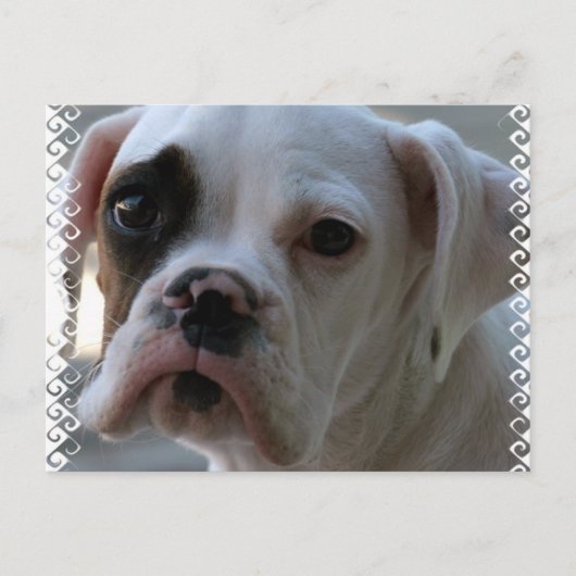 Black Eyed Boxer Dog Briefkaart (Voorkant)