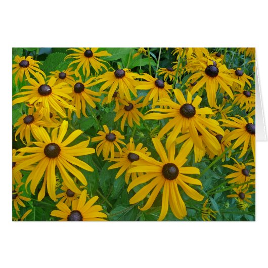 Black Eyed Brown Eyed Susan Fotograaf (Voorkant Horizontaal)