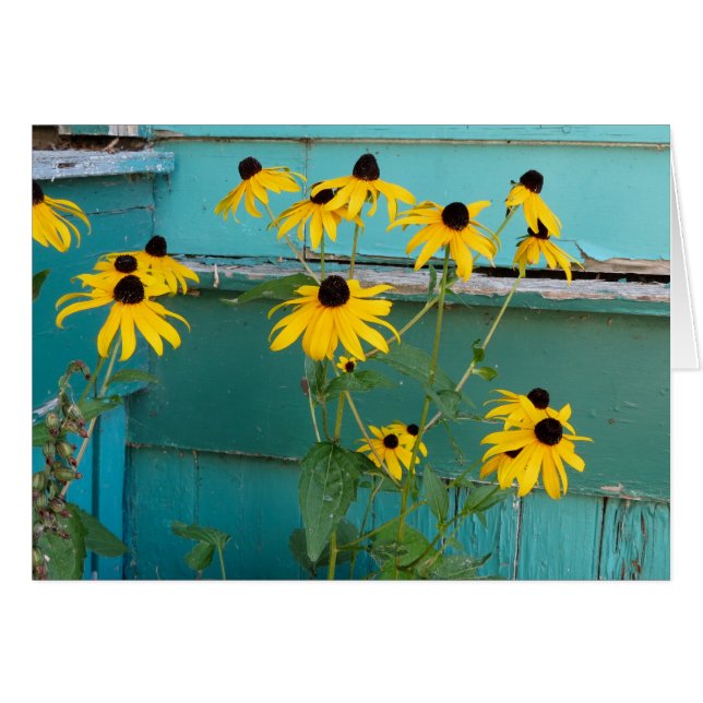 Black Eyed Susan (Voorkant Horizontaal)