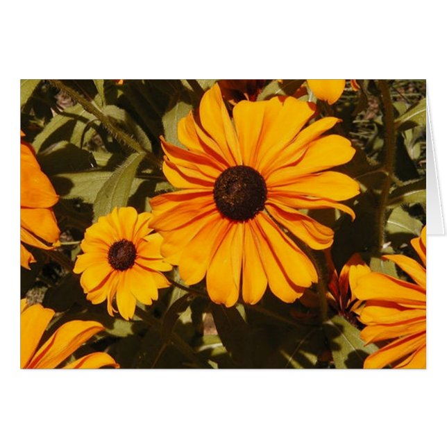 Black-Eyed Susan (Voorkant Horizontaal)