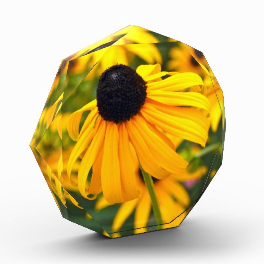 Black-Eyed Susan Acryl Fotoblok (Links)