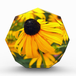 Black-Eyed Susan Acryl Fotoblok