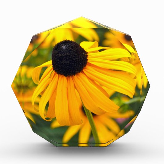 Black-Eyed Susan Acryl Fotoblok (Voorkant)