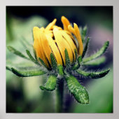 Black Eyed Susan Awakening Poster (Voorkant)