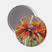 Black Eyed Susan Bloem Fotografie Magneet (Voorkant / Achterkant)