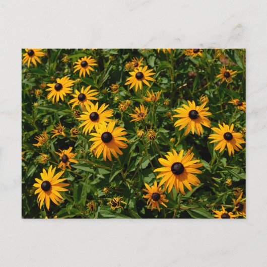 Black Eyed Susan bloemen Briefkaart (Voorkant)