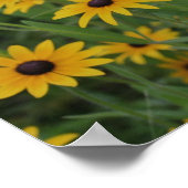 Black Eyed Susan Bloemenveld Poster (Hoek)