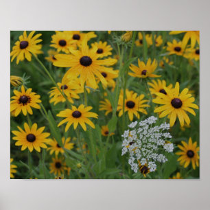 Black Eyed Susan Bloemenveld Poster