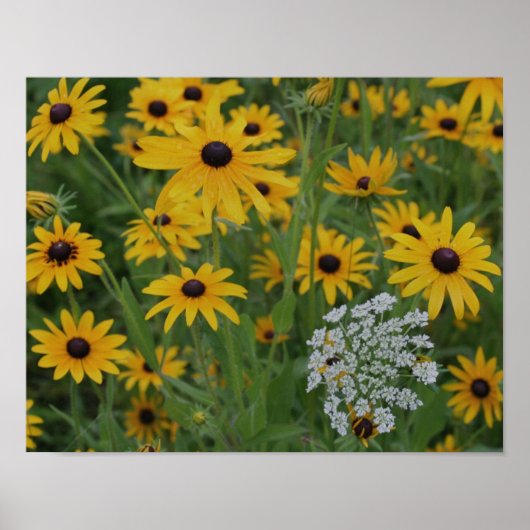 Black Eyed Susan Bloemenveld Poster (Voorkant)