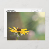 Black Eyed Susan Briefkaart (Voorkant / Achterkant)