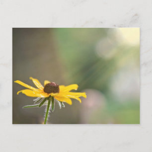 Black Eyed Susan Briefkaart
