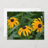 Black-Eyed Susan Briefkaart (Voorkant / Achterkant)