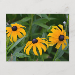 Black-Eyed Susan Briefkaart