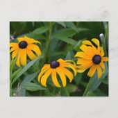 Black-Eyed Susan Briefkaart (Voorkant)