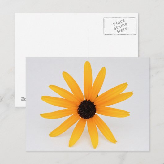 Black Eyed Susan Briefkaart (Voorkant / Achterkant)