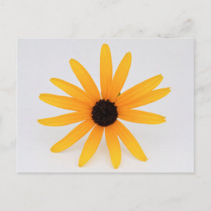 Black Eyed Susan Briefkaart