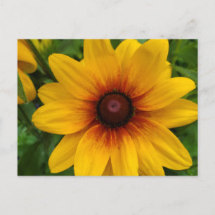 Black-Eyed Susan Briefkaart