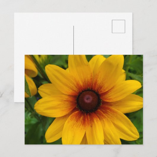 Black-Eyed Susan Briefkaart (Voorkant / Achterkant)