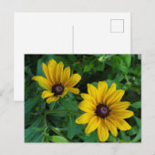 Black-Eyed Susan Briefkaart (Voorkant / Achterkant)