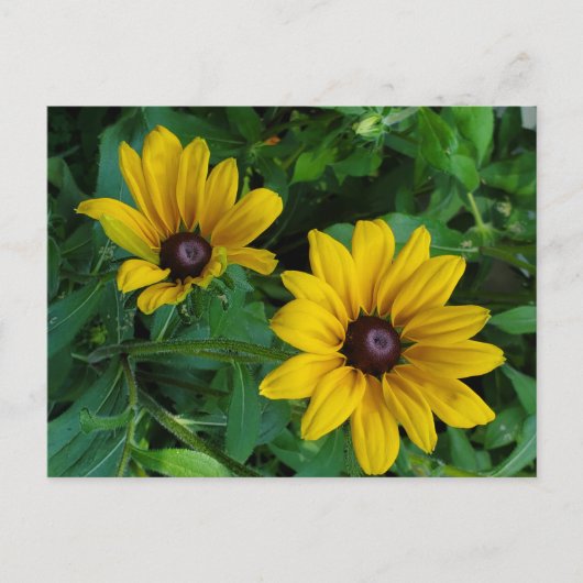 Black-Eyed Susan Briefkaart (Voorkant)