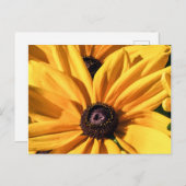 Black Eyed Susan Briefkaart (Voorkant / Achterkant)