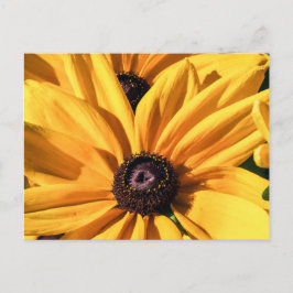 Black Eyed Susan Briefkaart