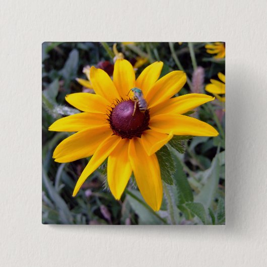 Black-Eyed Susan Button (Voorkant)