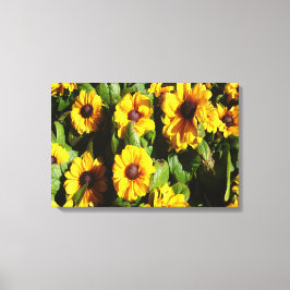 Black Eyed Susan Canvas Afdruk