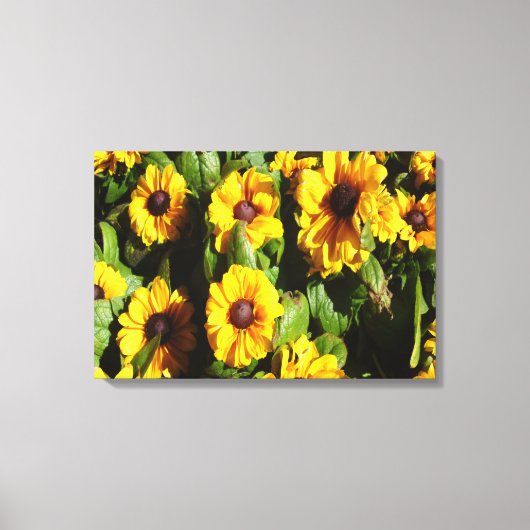 Black Eyed Susan Canvas Afdruk (Voorkant)