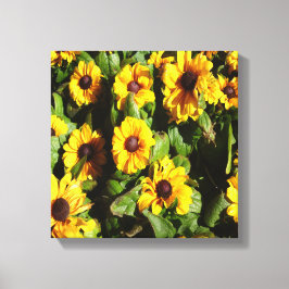 Black Eyed Susan Canvas Afdruk