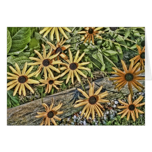 Black Eyed Susan Card (Voorkant Horizontaal)