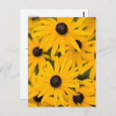 Black-eyed Susan Daisies Briefkaart (Voorkant / Achterkant)