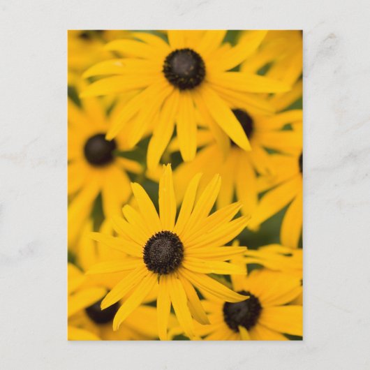 Black-eyed Susan Daisies Briefkaart (Voorkant)