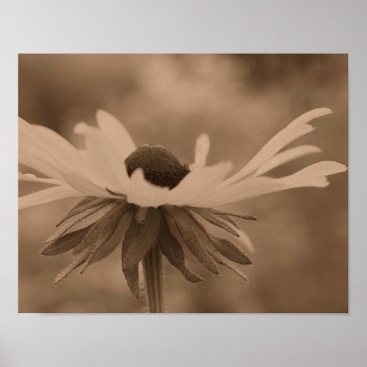Black Eyed Susan Daisy Flower in  Sepia Poster (Voorkant)