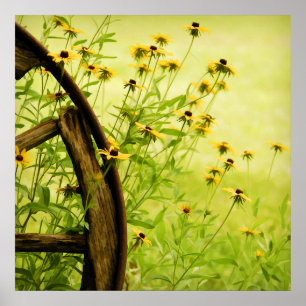Black-Eyed Susan en Wagon Wheel Photo Poster