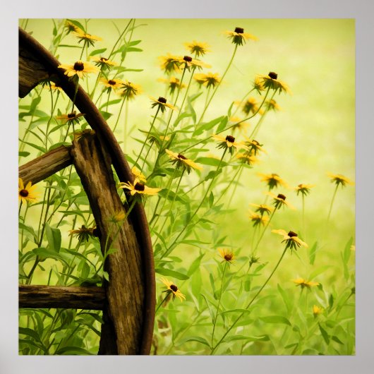 Black-Eyed Susan en Wagon Wheel Photo Poster (Voorkant)