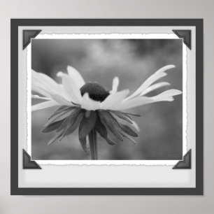 Black Eyed Susan Floral Black en White Print