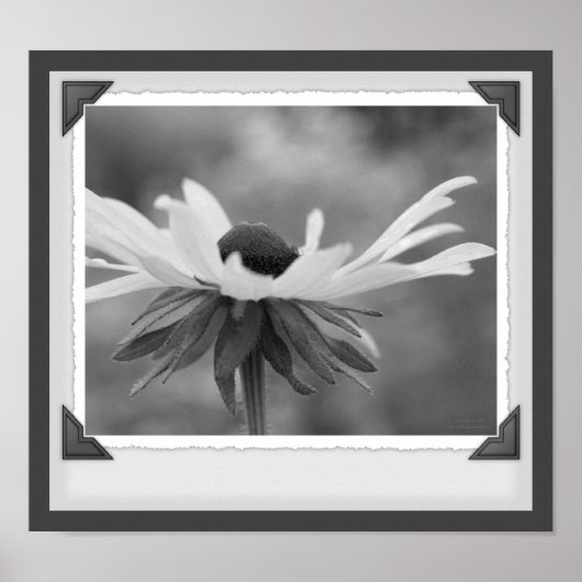 Black Eyed Susan Floral Black en White Print (Voorkant)