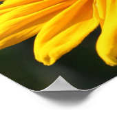 Black Eyed Susan Flower in Sunshine Poster (Hoek)