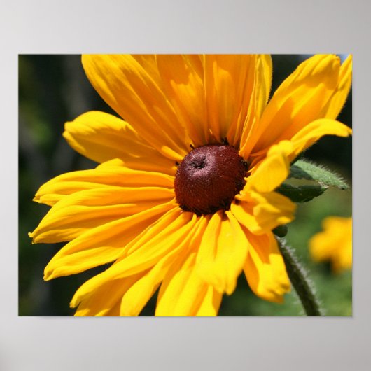 Black Eyed Susan Flower in Sunshine Poster (Voorkant)