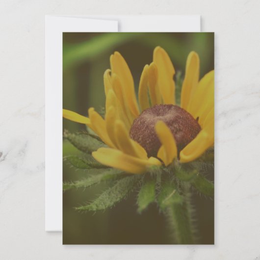 Black Eyed Susan Flower Kaart (Achterkant)