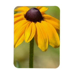 Black Eyed Susan Flower Magneet